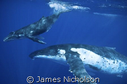 The picture is of a Mum and calf humpback Whale taken in ... by James Nicholson 